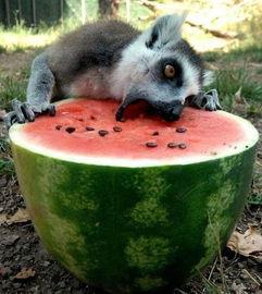 猹怎样吃瓜,揭秘网络热议背后的趣味与真相