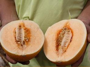 沙漠吃蜜瓜,探索沙漠蜜瓜的独特魅力