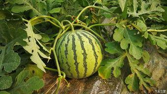 梦见摘了瓜吃瓜,摘瓜食瓜的奇幻体验