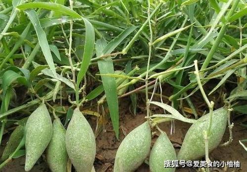 吃梢瓜好吗,吃梢瓜的好处与营养价值解析