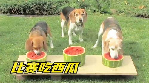 狗子吃瓜系列,揭秘娱乐圈的幕后故事