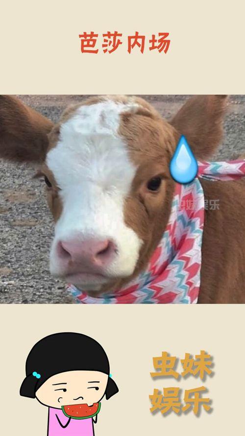 抖音黑马吃瓜,揭秘网络红人的崛起之路