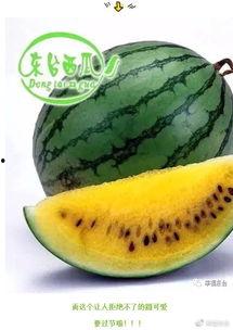 喜福会开瓜吃瓜,一场开瓜吃瓜的欢乐盛宴