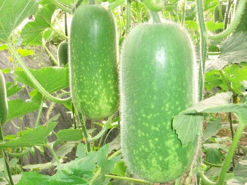 cagg11吃瓜,揭秘娱乐圈幕后故事