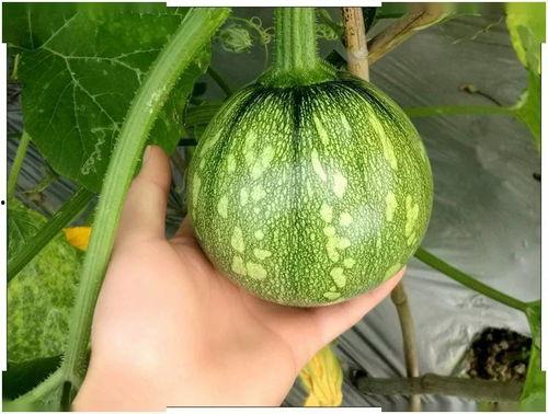 乐清吃小瓜,小瓜的诱惑与魅力