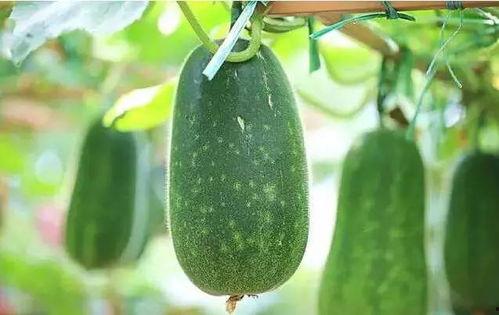 年华吃瓜,那些年我们一起吃过的瓜